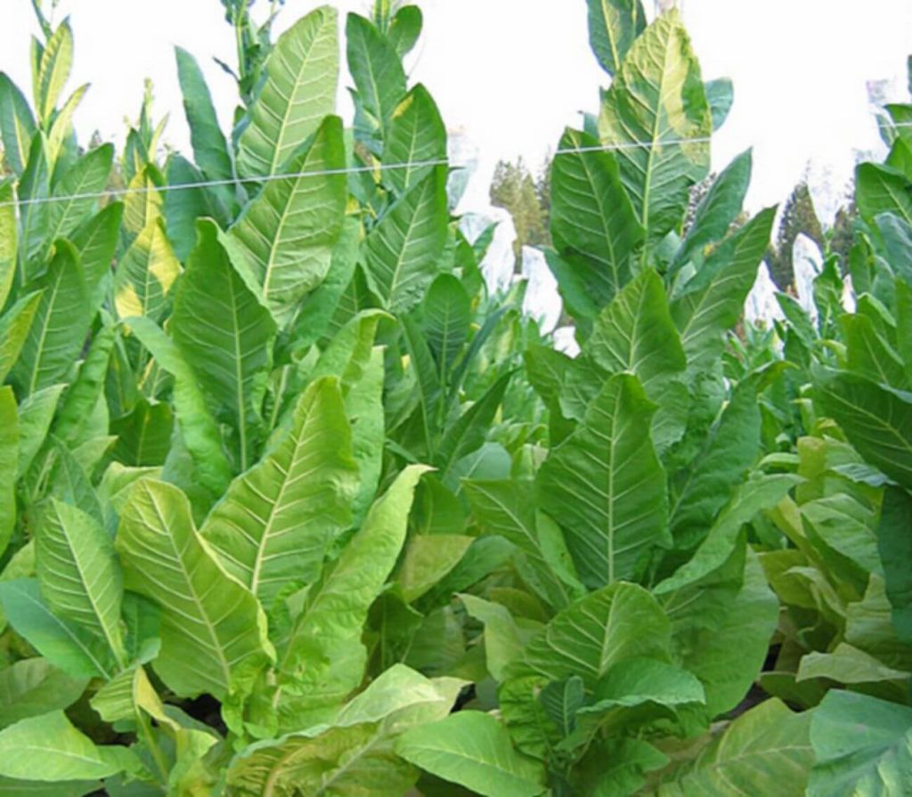 A field of tall burley tobacco plants in Shelby County, Kentucky.