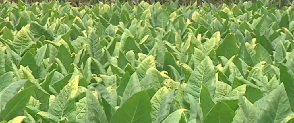 A tobacco field in Kentucky